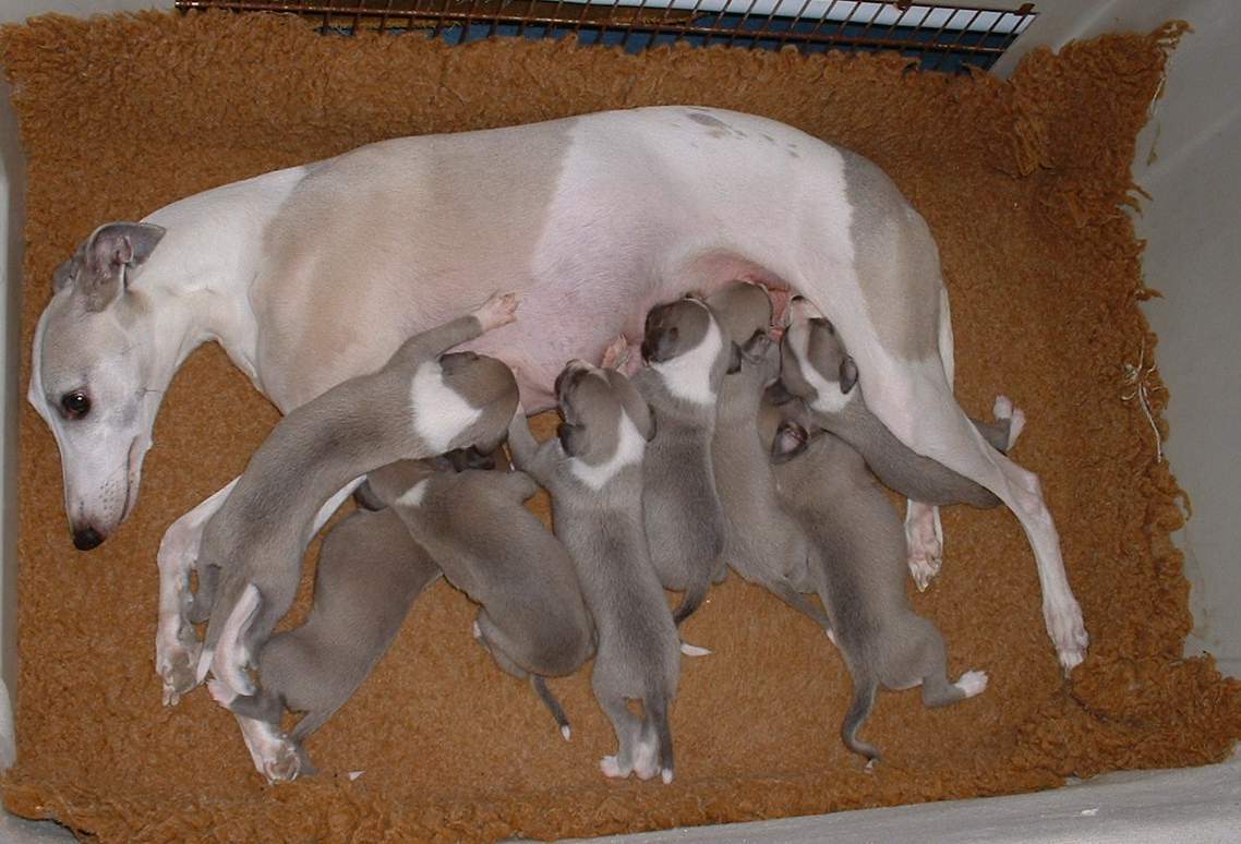 Lakm�e et la port�e de Tweety