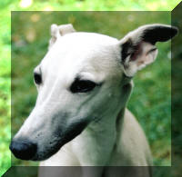 Faisons comme si de rien n'�tait...