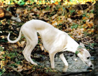 Elle est profonde � votre avis cette flaque ?