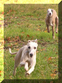 Torch�e la mioche derri�re...