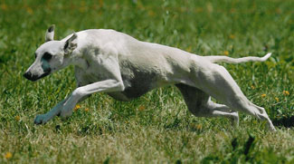 Jacky's smiling Tweety