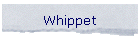 Whippet
