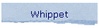 Whippet