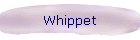Whippet